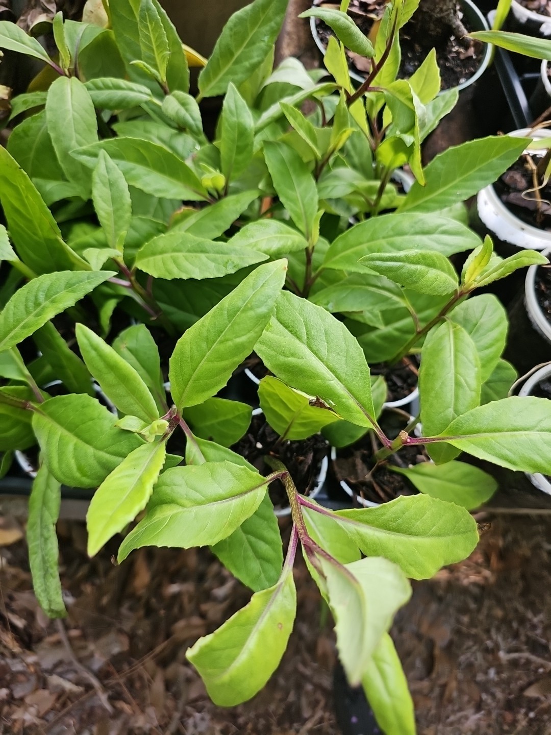Longevity Spinach Live Starter Plant Gynura procumbens Vegetables Food Forest