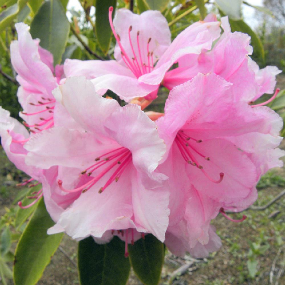 PINK PEARL~Azalea Rhododendron Deciduous Starter Plant~BEAUTIFUL PINK IRIDESCENT
