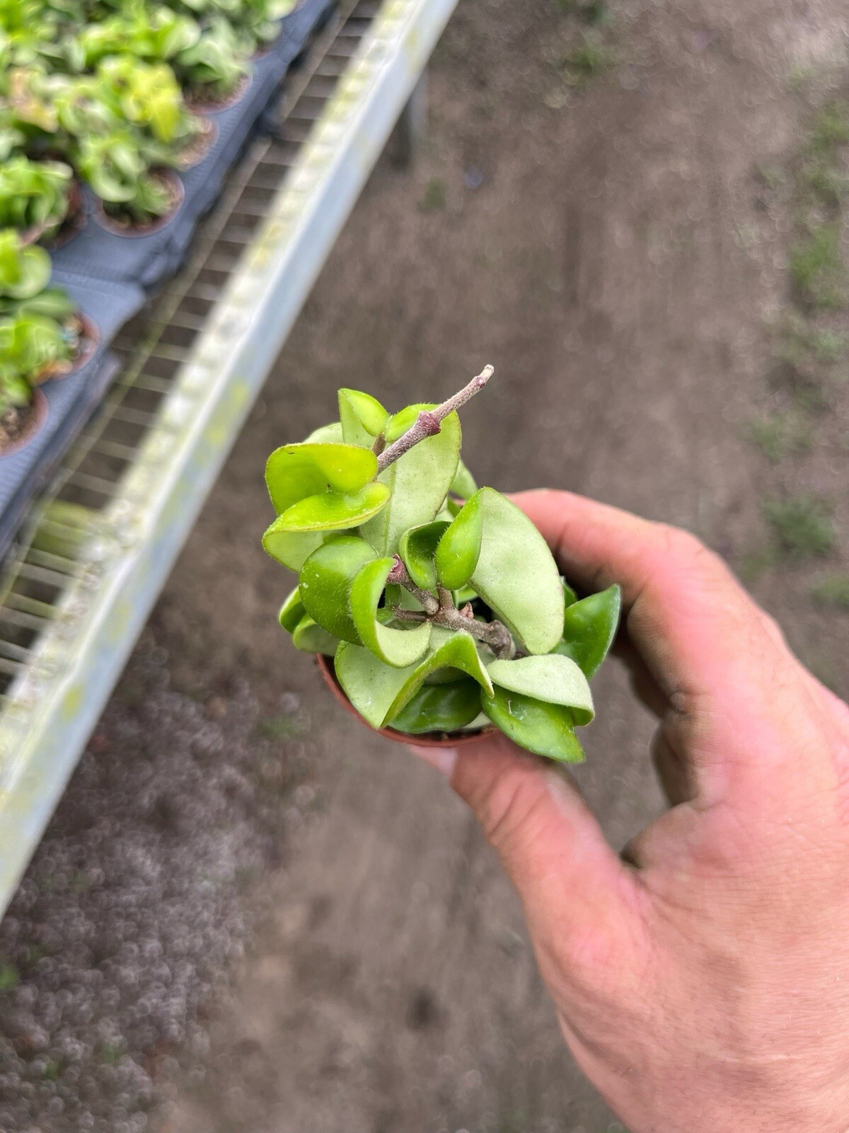 2” Hoya Rope – Hoya Compacta – Hindu Rope – Hoya Carnosa