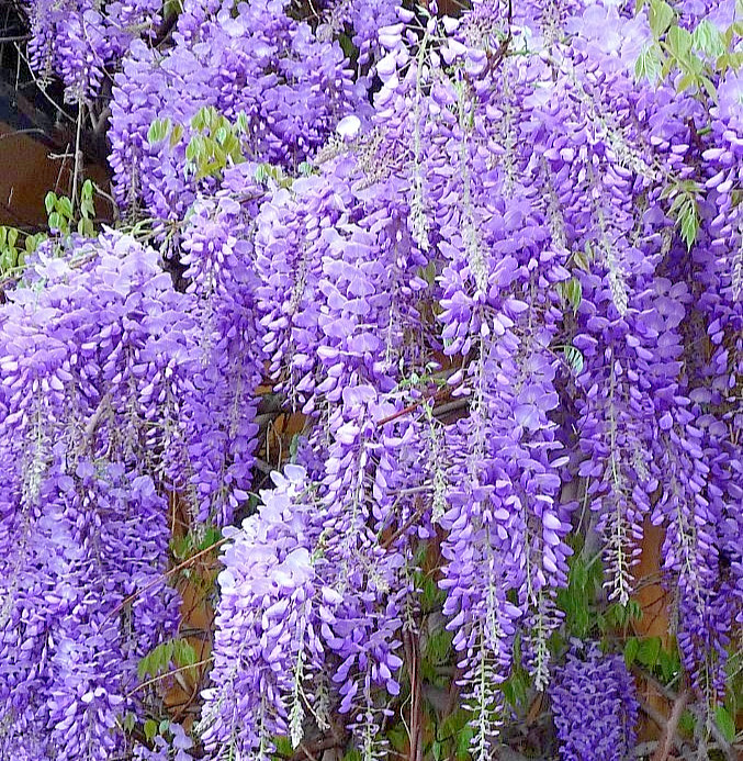 Purple Wisteria Sinensis Live Plant – 6-12 Tall 2.5″ Pot – Cold Hardy Zones 5-9