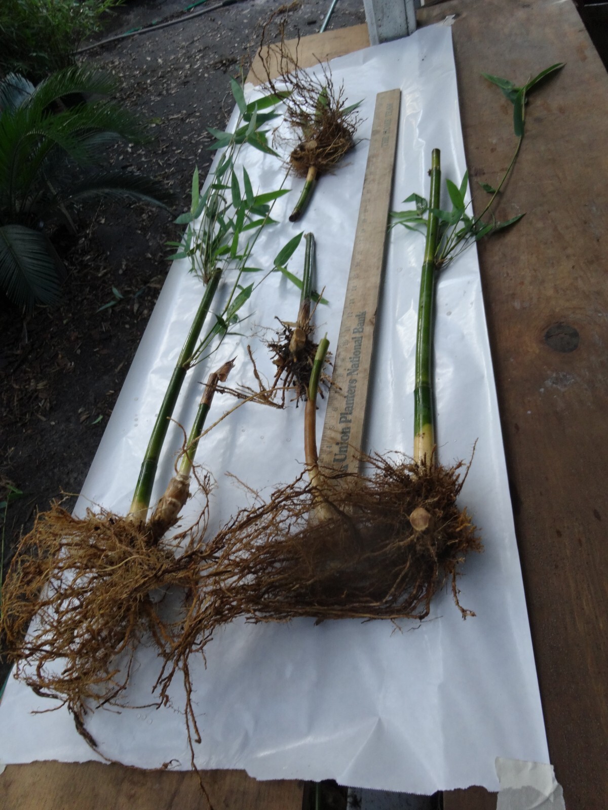 1 Starter Size Bambusa textilis ‘Kanapaha’ –Wong Chuk/Royal/Giant Weavers Bamboo