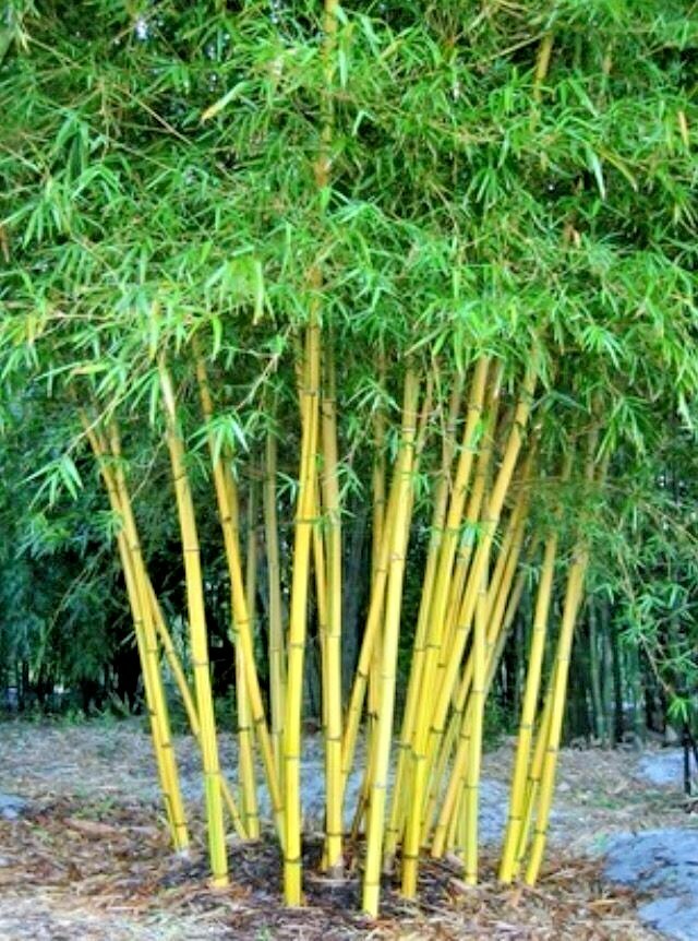 10 YELLOW BAMBOO SEEDS – Bambusa Vulgaris