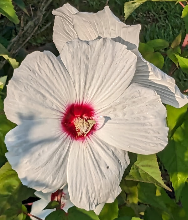 WHITE HIBISCUS MOSCHEUTOS (SWAMP ROSE-MALLOW) 20 SEEDS ( FRESH 2023 CROP)