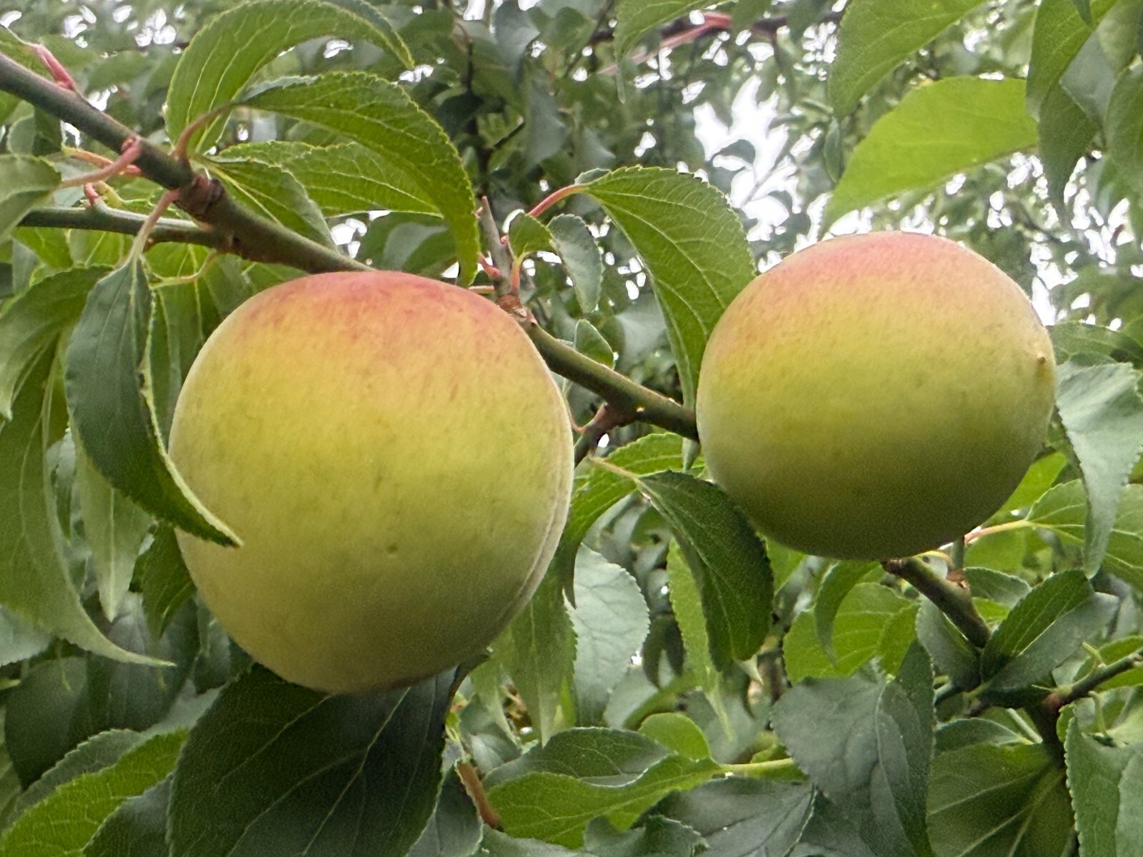 1 Japanese Ume Fruit Tree, or Plum Fruit Tree, Prunus Mume, Maesil, Tree