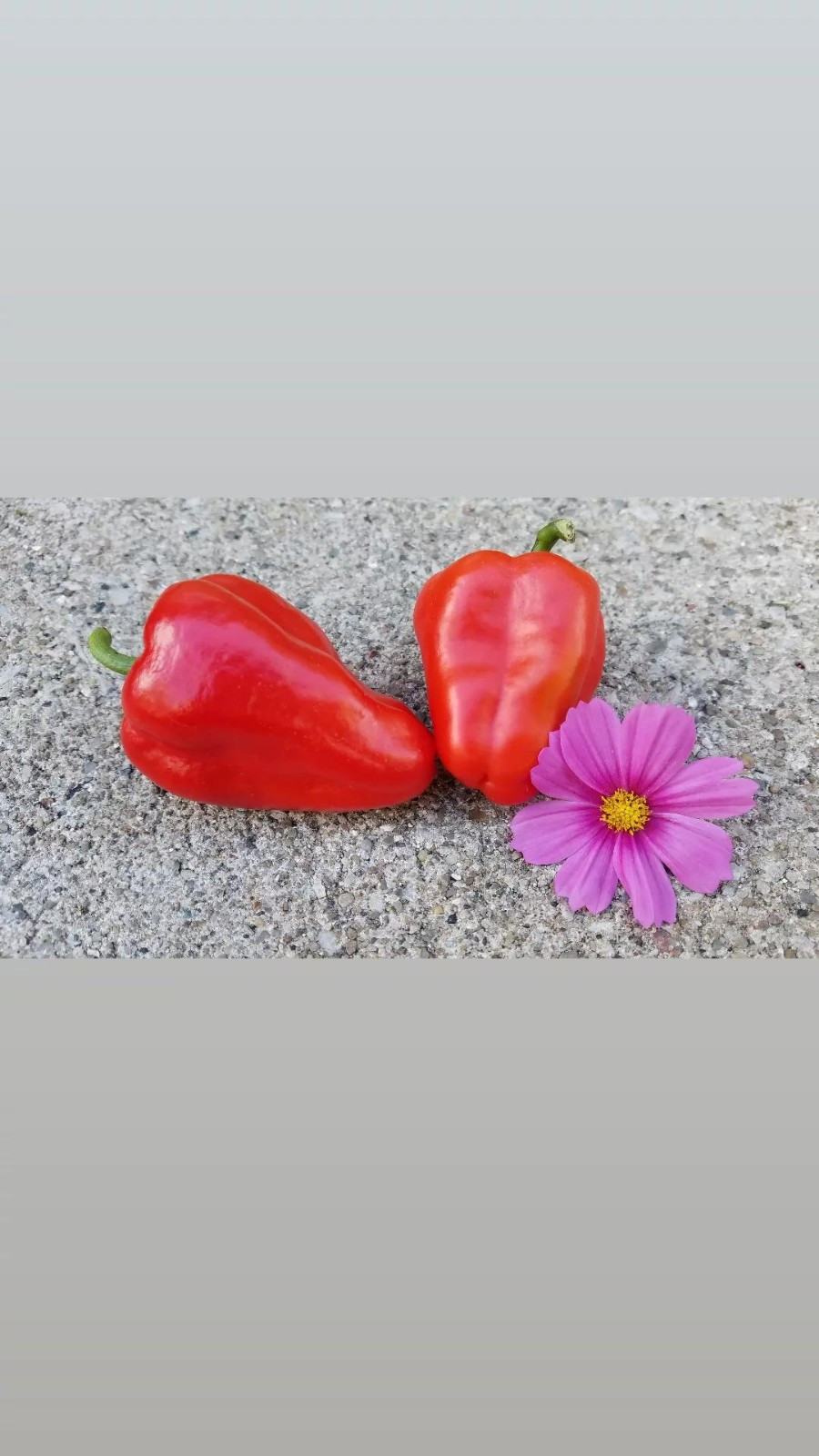 Leutschauer Paprika Pepper Seeds 10 Organic Seeds *Free Shipping*