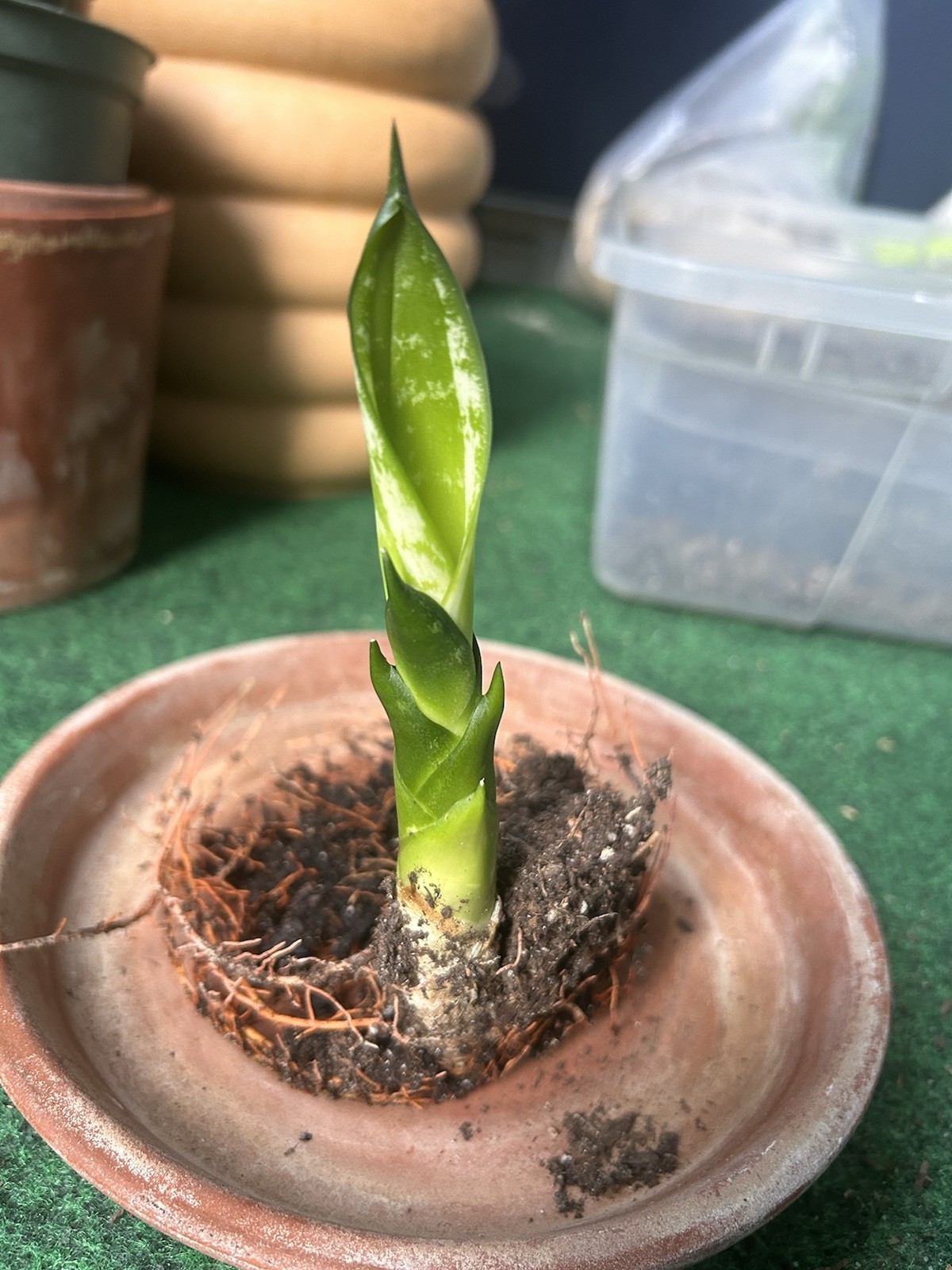 EXACT Sansevieria ‘Whitney’ Rhizome 6” healthy live snake plant