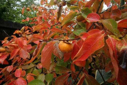 American Common Persimmon Tree~Diospyros virginiana~Well Rooted Starter Plant –