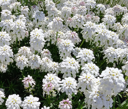 CANDYTUFT WHITE EVERGREEN PERENNIAL Iberis Sempervirens – 100 Seeds