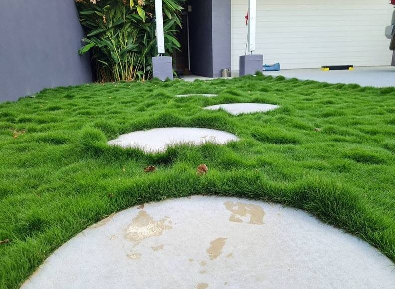 Rare Zoysia tenuifolia, also known as Korean Grass,- as pictured- very limited