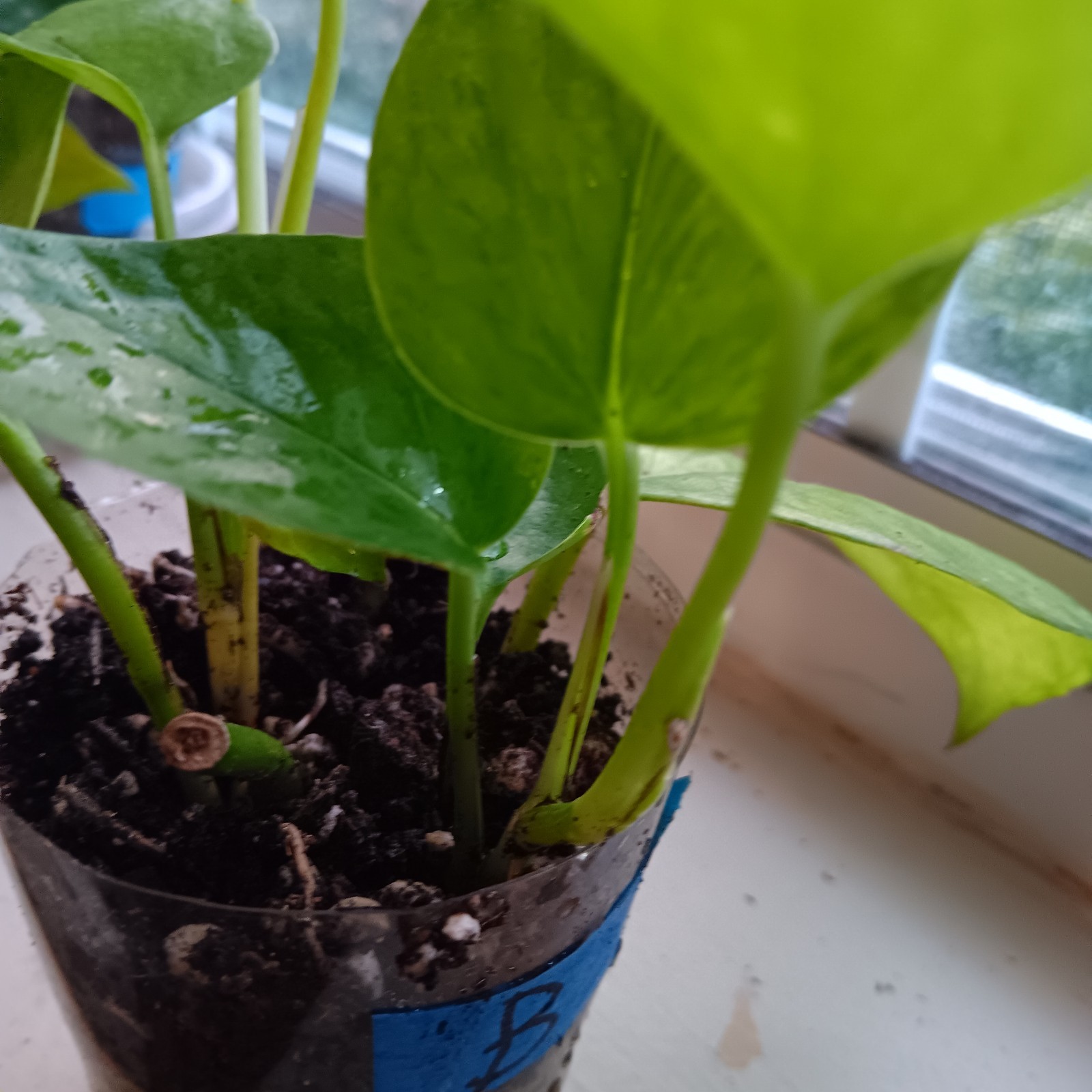 Jessenia Fully Rooted Pothos~Live Plant In 3″ Nursery Pot B