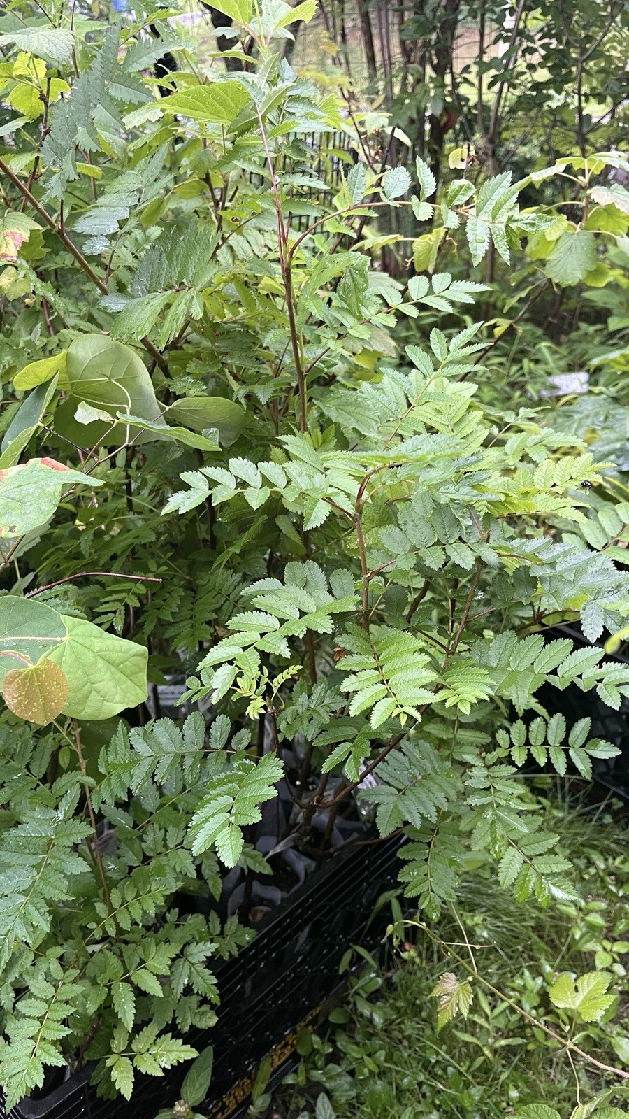 2-3 ft tall American Mountain Ash (Sorbus americana) 2-3 year old tree seedling