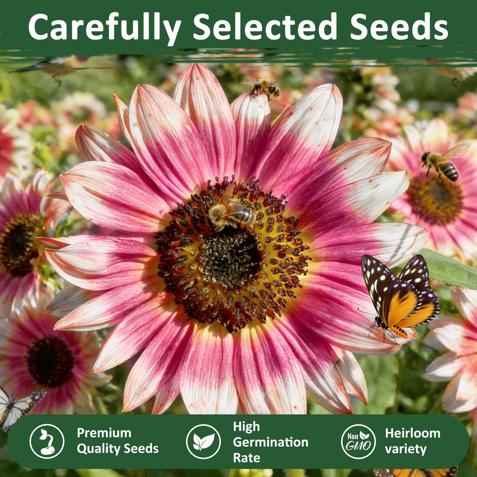 300+ Strawberry Pink Sunflower Seeds for Easy Garden Planting & Landscaping