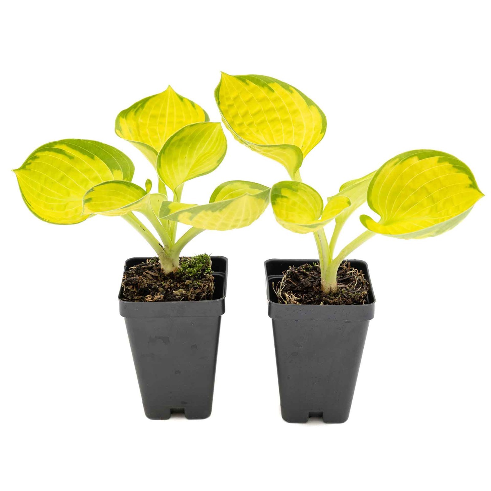 2 Rainforest Sunrise Hosta Plants in 3.5” Cubes, Variegated Yellow Shade Plant