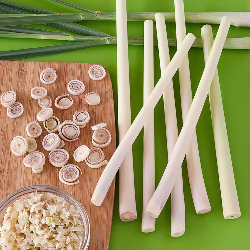 2.32 Qt. Lemongrass, Live Plant