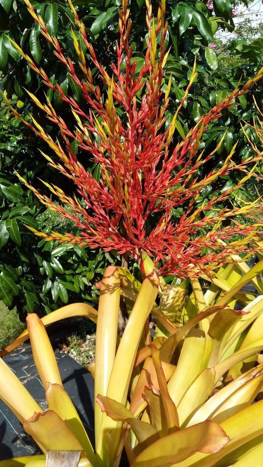 Aechmea Blanchetiana Fast Grower Spreads Pups Galore XL Red Orange Yellow Green