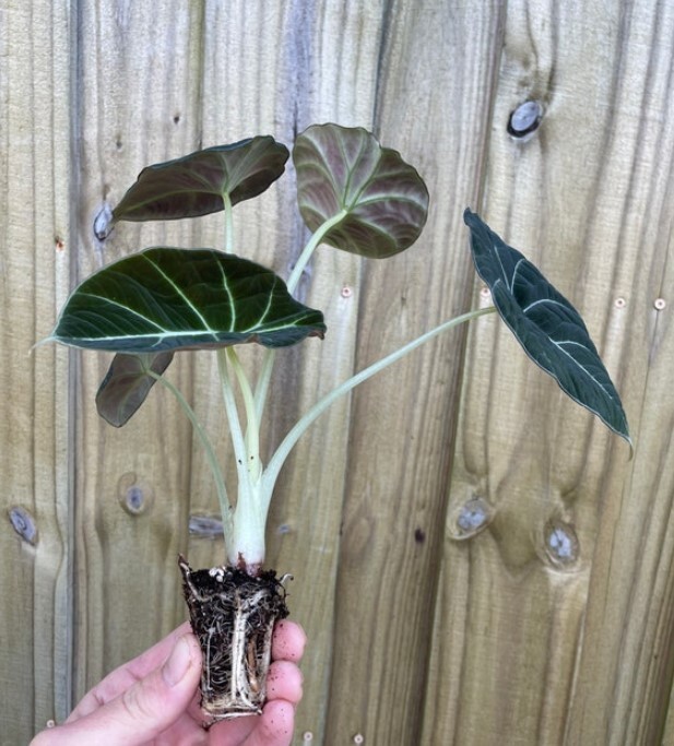 Black Velvet Alocasia Live Plant – 4-6″ Tall – Ship No Pot – Alocasia Houseplant