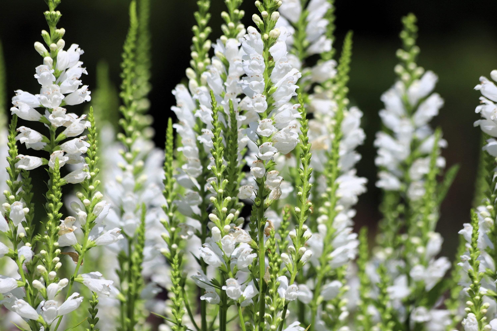 50 WHITE Showy OBEDIENT PLANT (False Dragon Head) Physostegia Angustifolia Seeds
