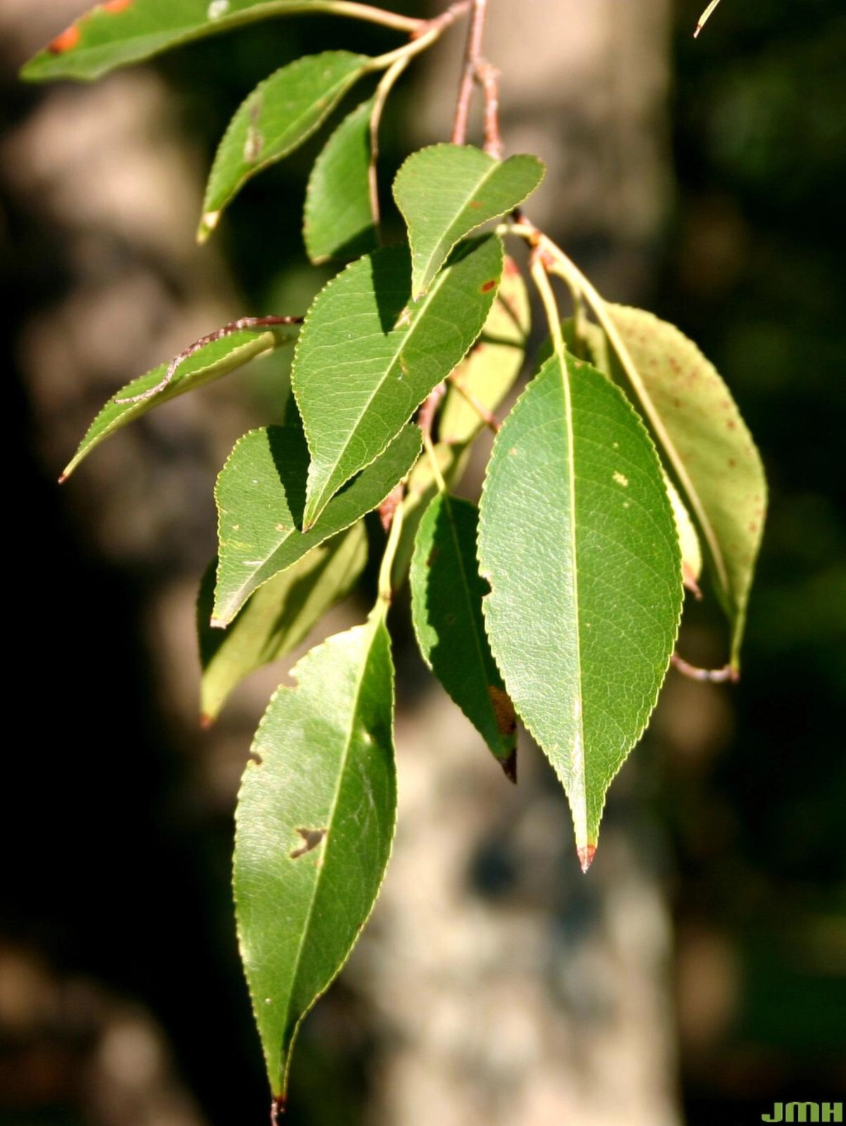 Prunus serotinaBlack Cherry tree seeds 25 seeds cleaned, floated, 8/11/23