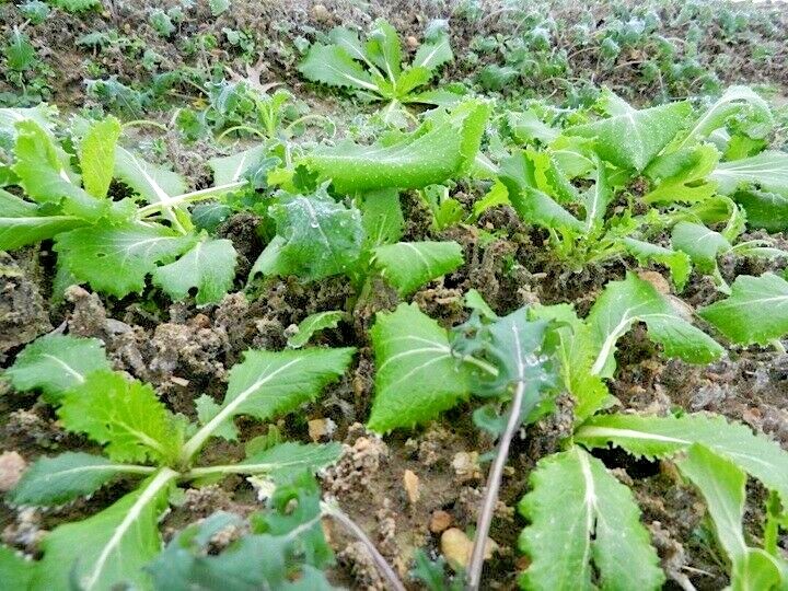 601+MICHIHILI Cabbage Seeds Organic Asian Spring Fall Vegetable Garden Container