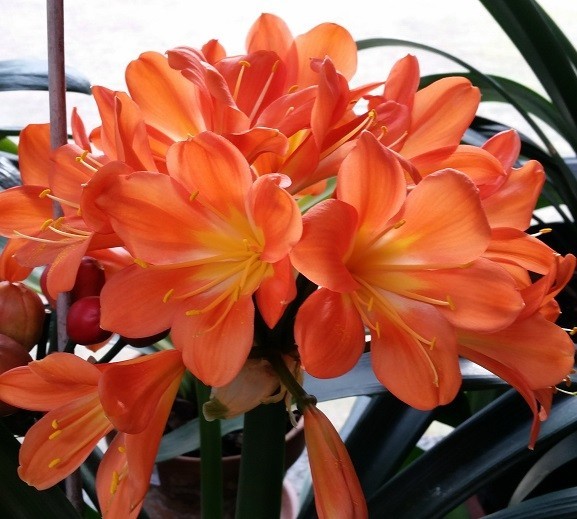 Lot of TEN Orange flower Clivia Miniata (Bush Lily) Seedlings, FREE Shipping