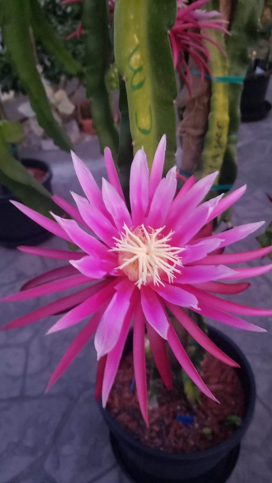 3 Asunta5 DRAGON FRUIT CUTTING 8-12 Inches Check Description