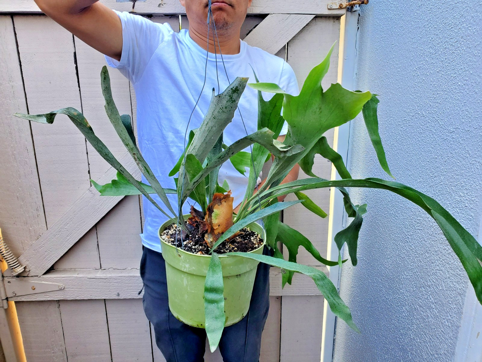 Platycerium bifurcatum Dutch Staghorn Fern Plant