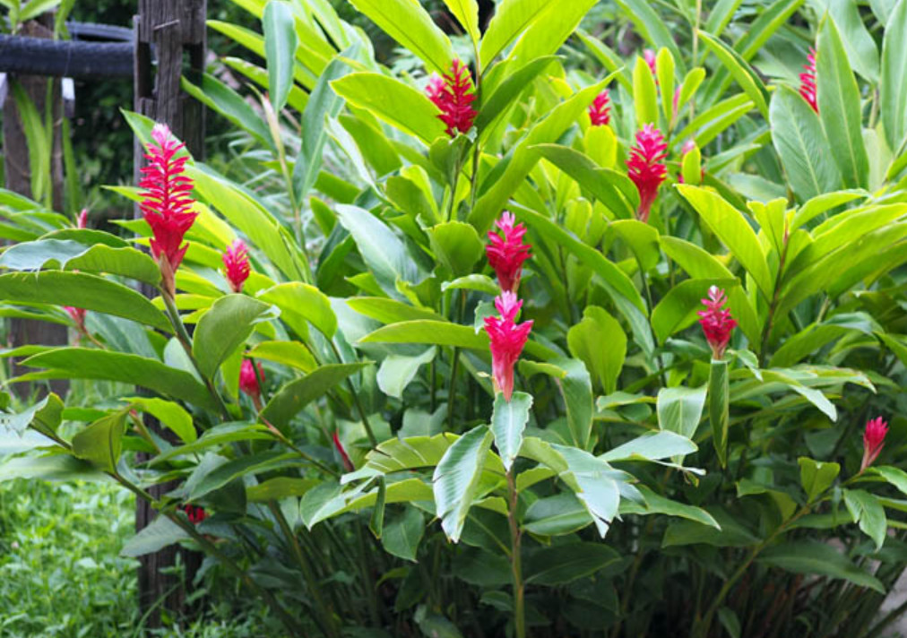 Hot Pink Ginger Live Plant – 2-5″ Tall – Tropical Ornamental Ginger Flower