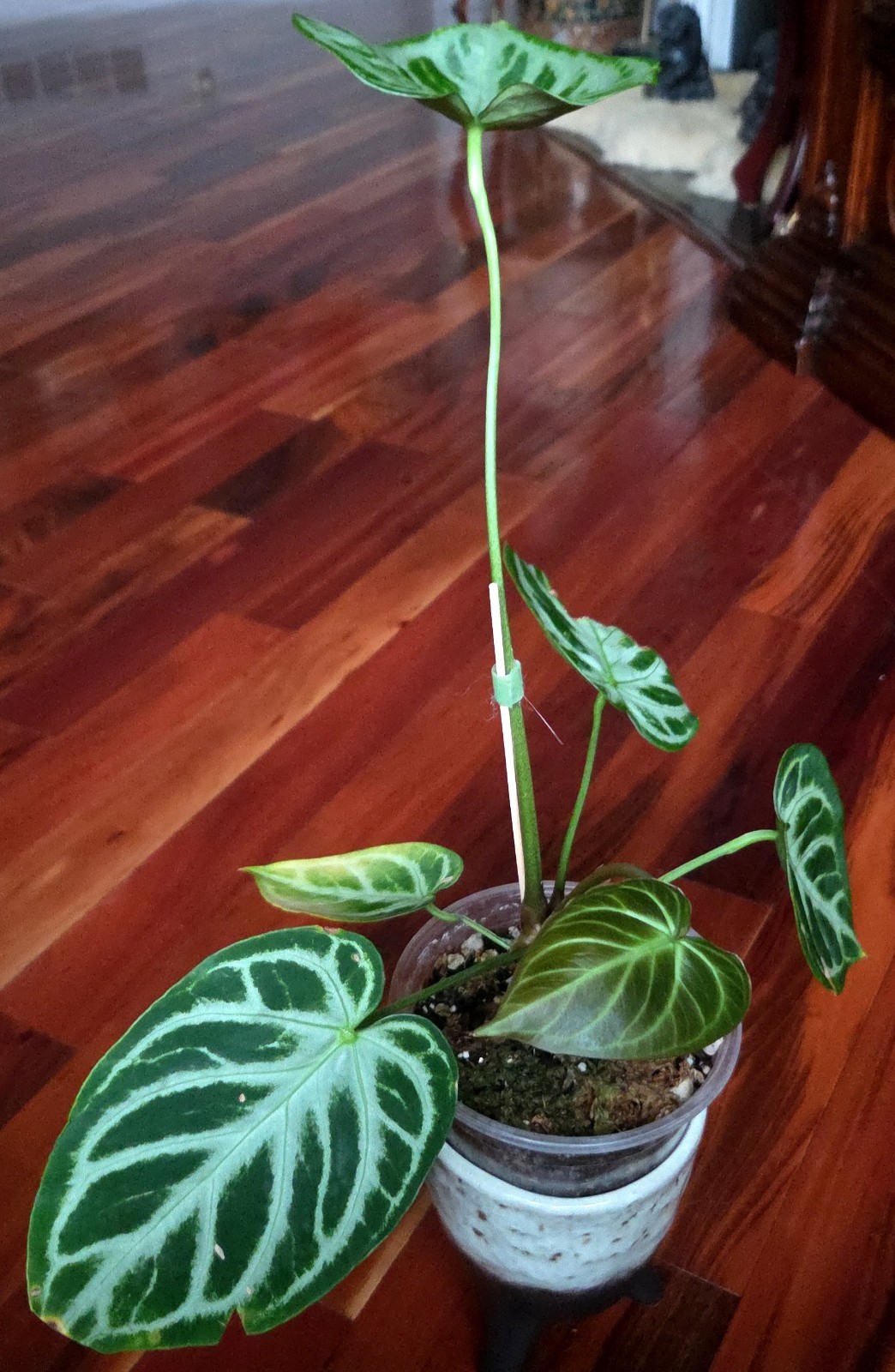 Rare XL Anthurium Dorayaki X Silver Blush 21″ Tall Not Philodendron Monstera