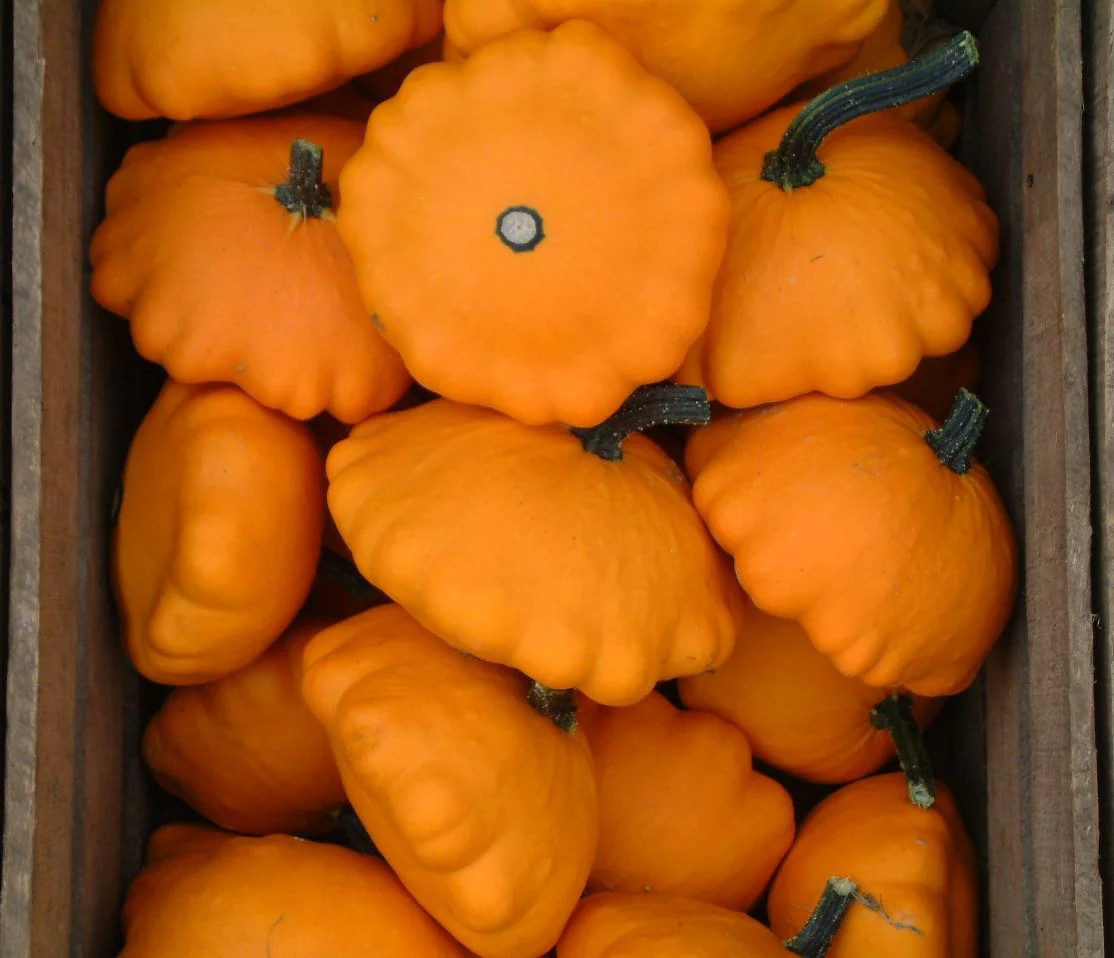 Orange Patty Pan (Bush Scallop Squash) Seeds – For 2025 Planting Heirloom Bush