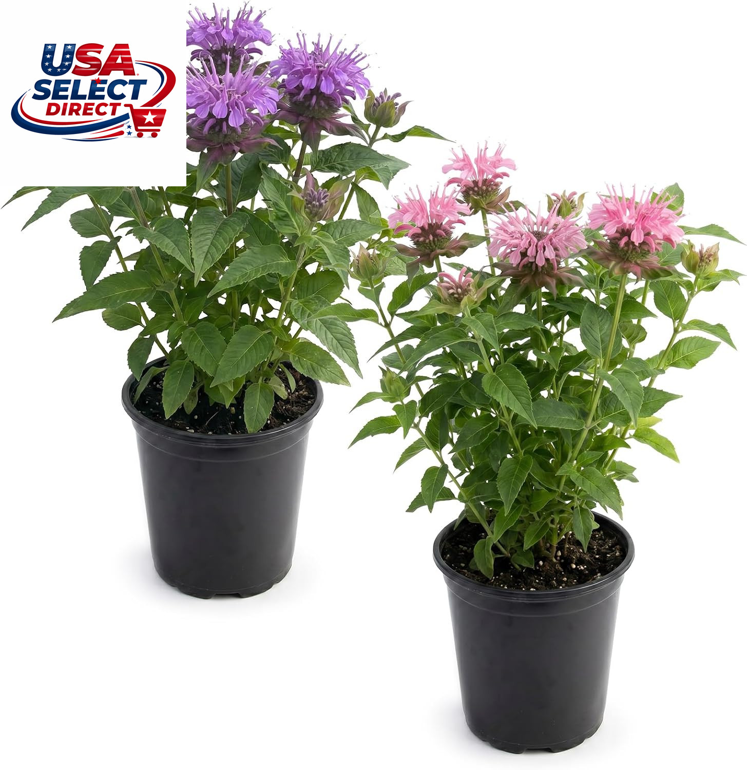 Live Flowering Bee Balm Plants – Assorted Colors (2 per Pack)