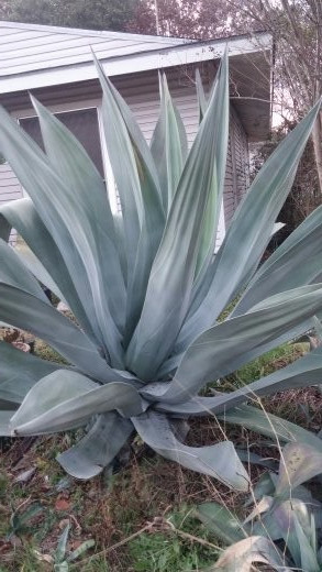 Beautiful Agave weberi blue/green spineless rigid leaves 1 pup
