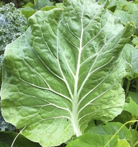 Portuguese Kale Seeds 100 – 5000 Couve Tronchuda most tender Caldo Verde soup