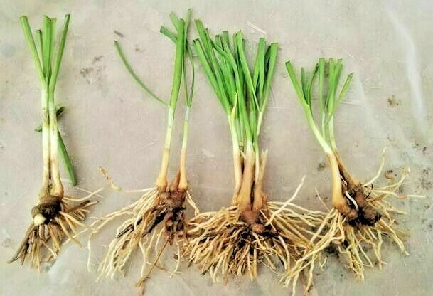 10 Garlic Chives Roots For Planting 2025, Fast Maturity for Regular Harvest, USA