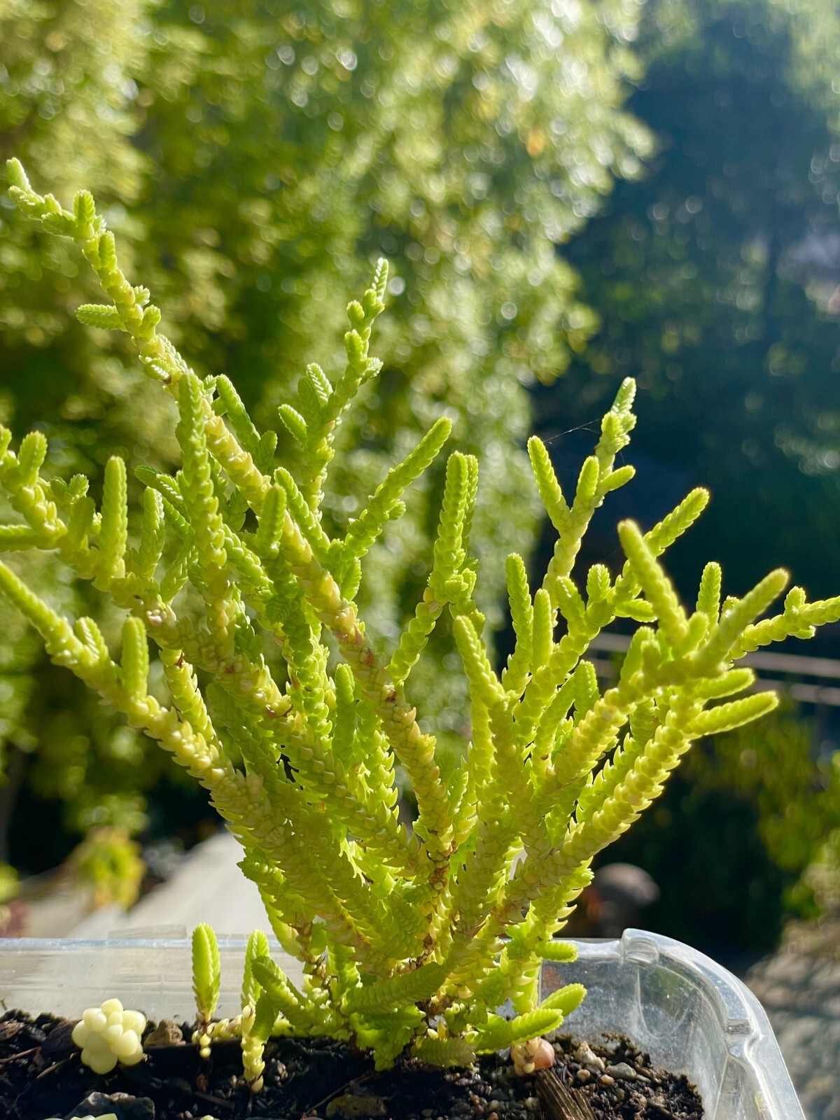 Rare Succulent Crassula Muscosa Watch Chain Fully Rooted Live Plant 3-4 Inches