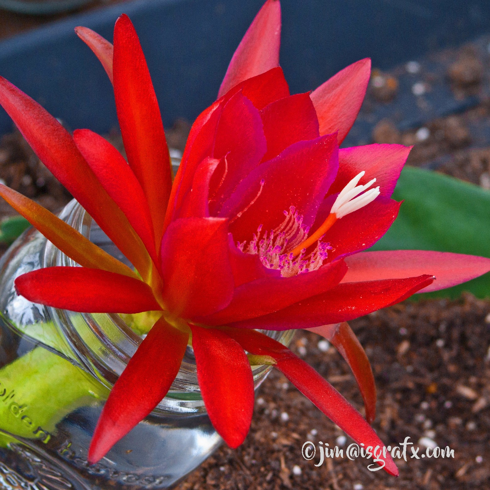 1 Ivan Epiphyllum Orchid Cactus Cutting 8-10 inches long