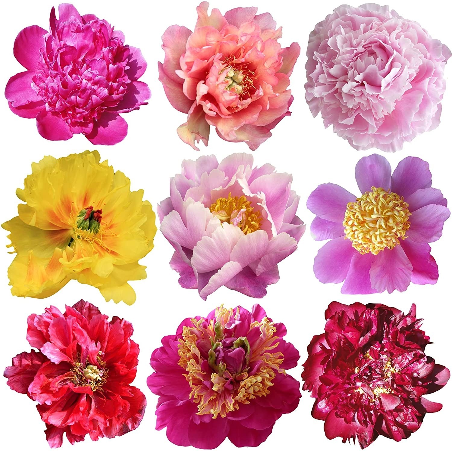 20pc PEONY SEEDS Garden Plant Flower bloom rare exotic USA seller FREE shipping