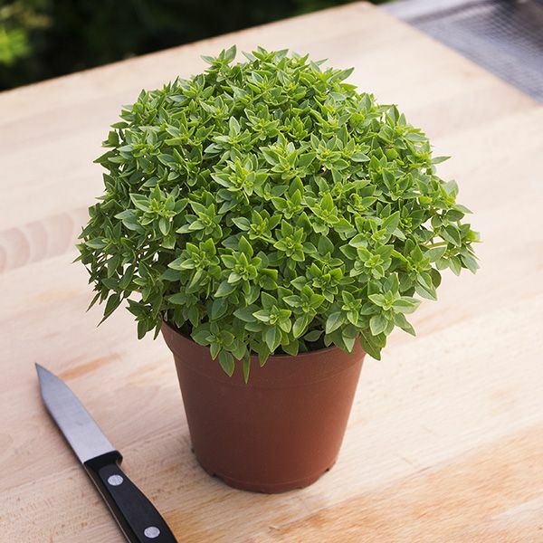 200 DWARF GREEK BASIL SEEDS ~ 2026 ~ heirloomseedguy ~ USA