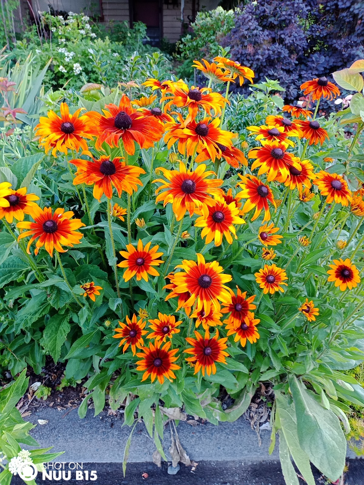 Echibeckia “Summerina” Echinacea x Rudbeckia Cross Seed