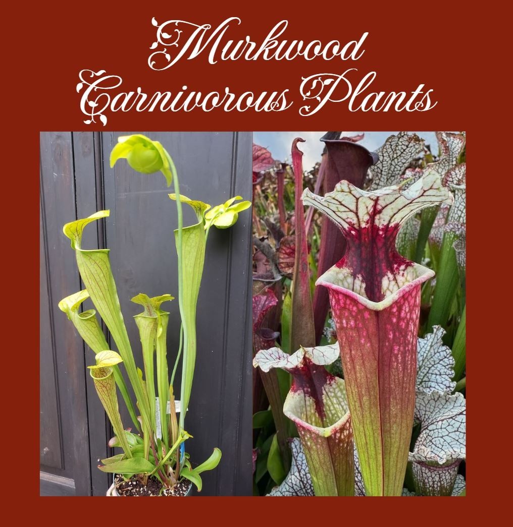🔥 25 SEEDS Sarracenia Oreophila Sand Mtn Dwarf x Sword Swallower x Hot Lips