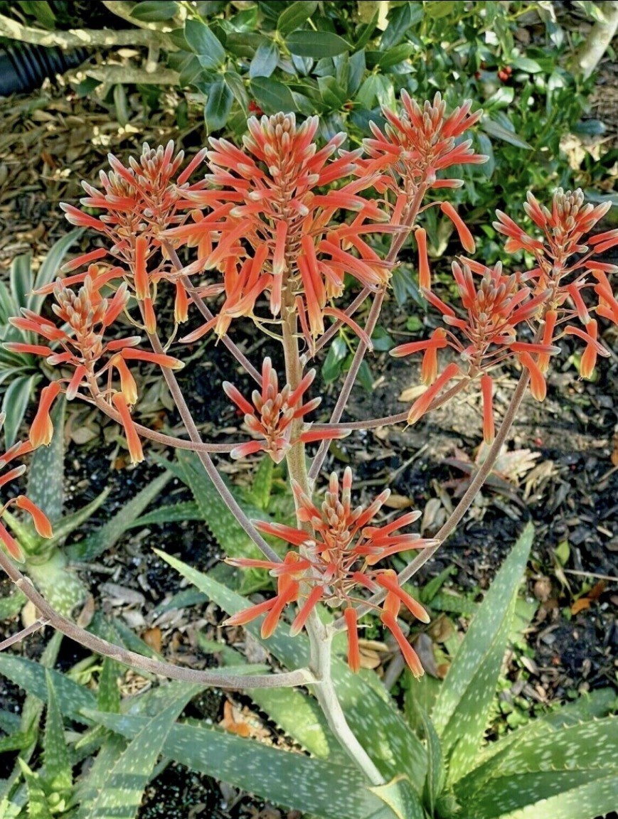 8″-12″ Soap Aloe maculata Red Orange Flowering Live Plant Vera Florida Hawaii