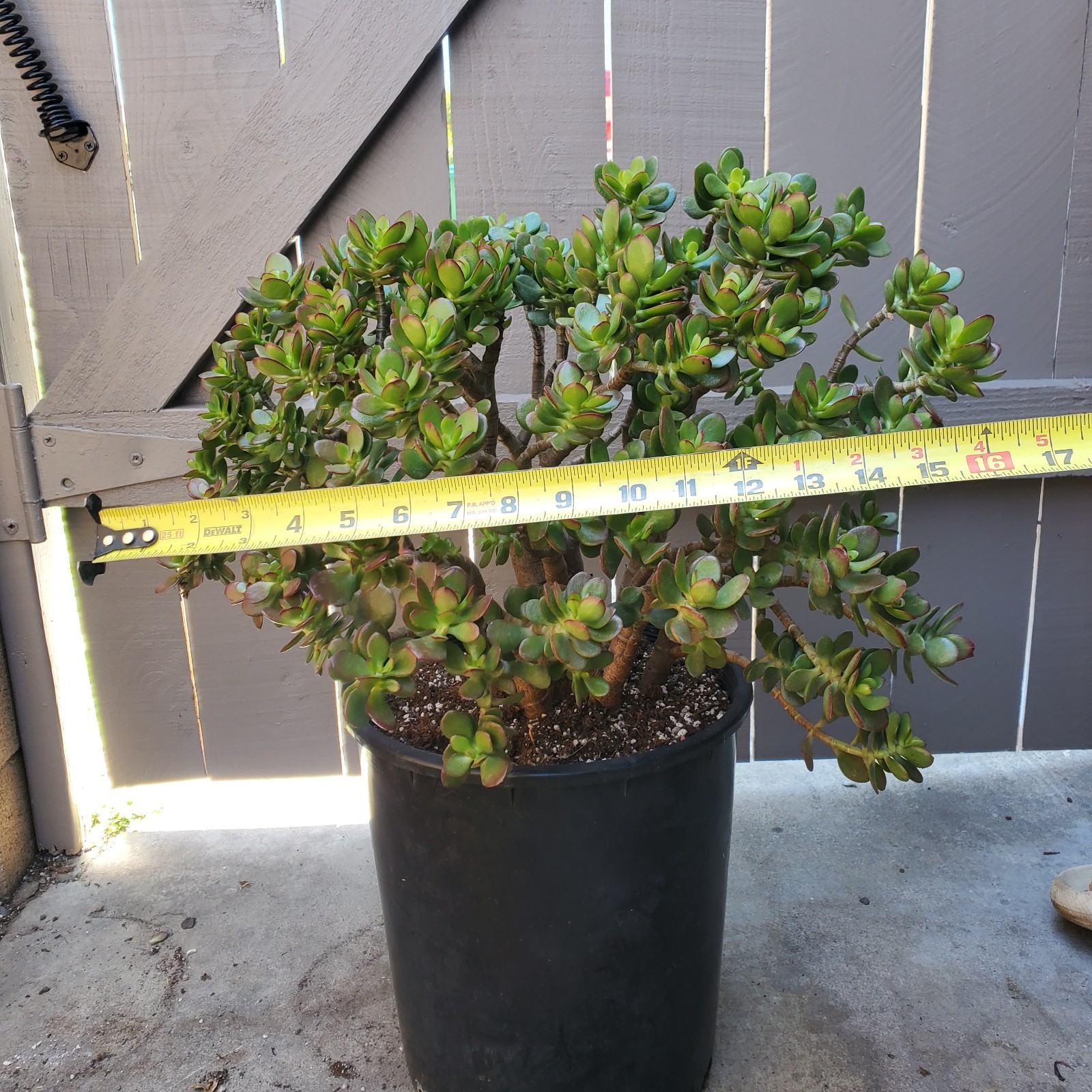 Jade Crassula Ovata Crossby Jade Succulent