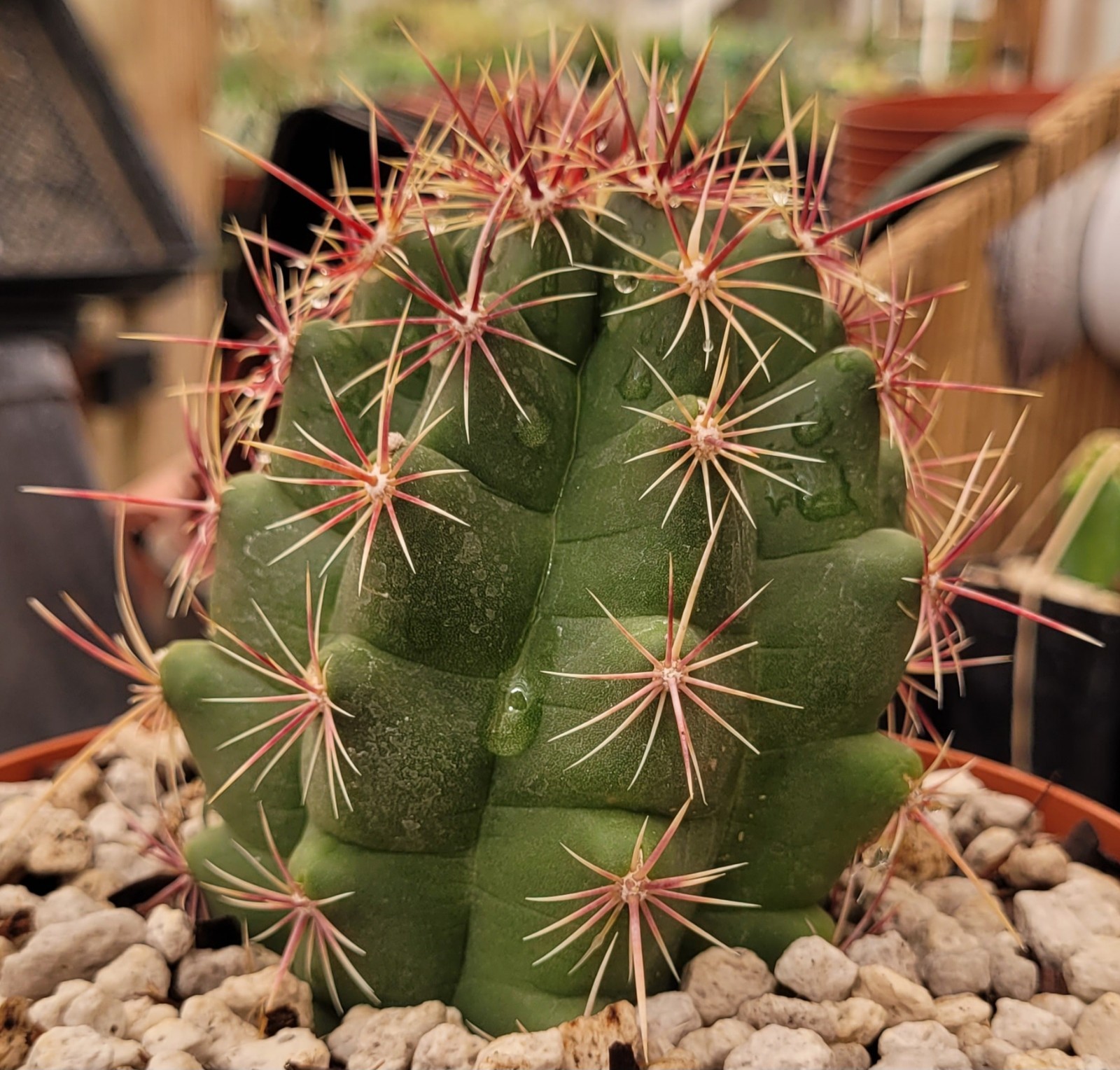 Thelocactus Bicolor Var. Pottsii “Glory Of Texas” 2.75″ Tall – Bare Root
