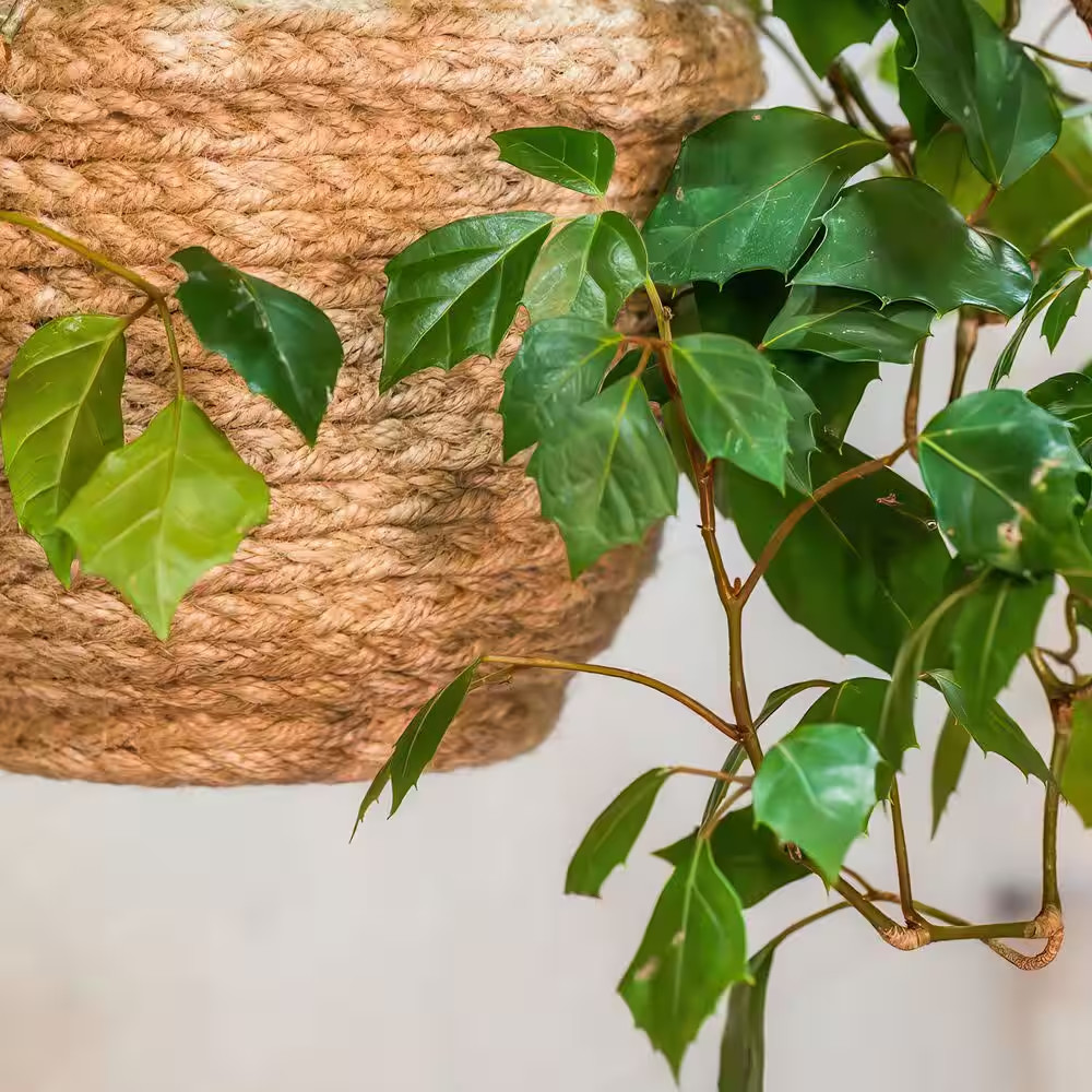 6 In. Cissus Rhombifolia Grape Leaf Plant in Grower Container