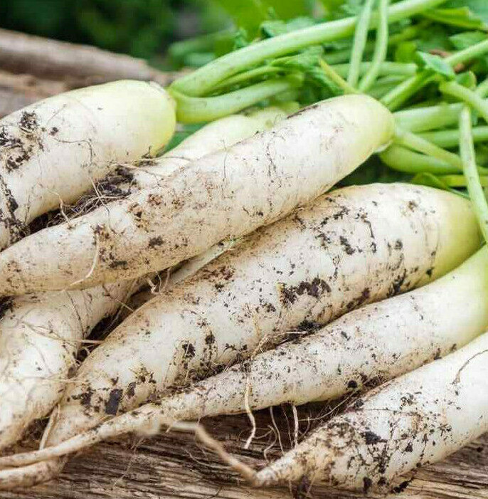 White Icicle Radish Seeds | Baby Little Daikon Carrot Asian Vegetable Seed 2024