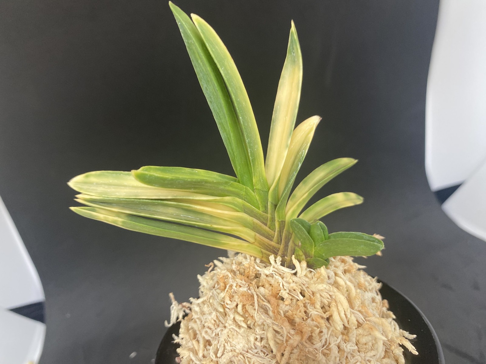 Neofinetia falcata A325DK119. BENIBOUSHI-TORA 紅法師虎