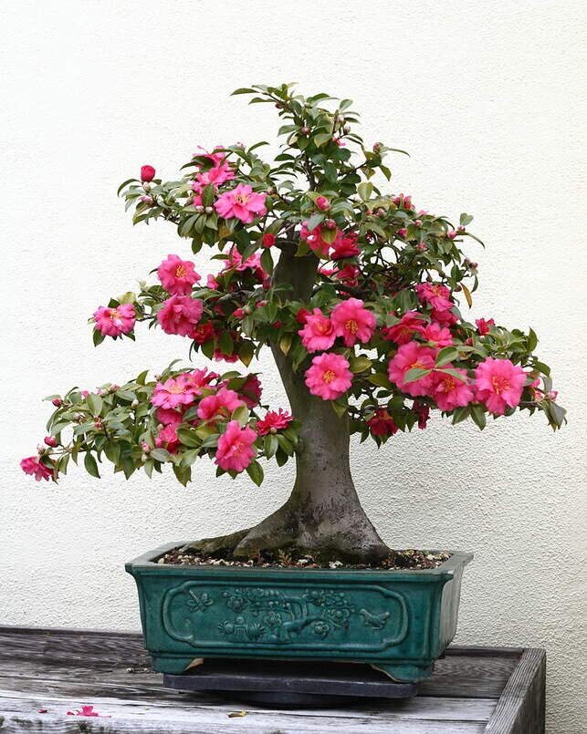 Japanes Camellia Tree Seeds for Planting (5 Seeds) – Camellia Japonica – Stunnin