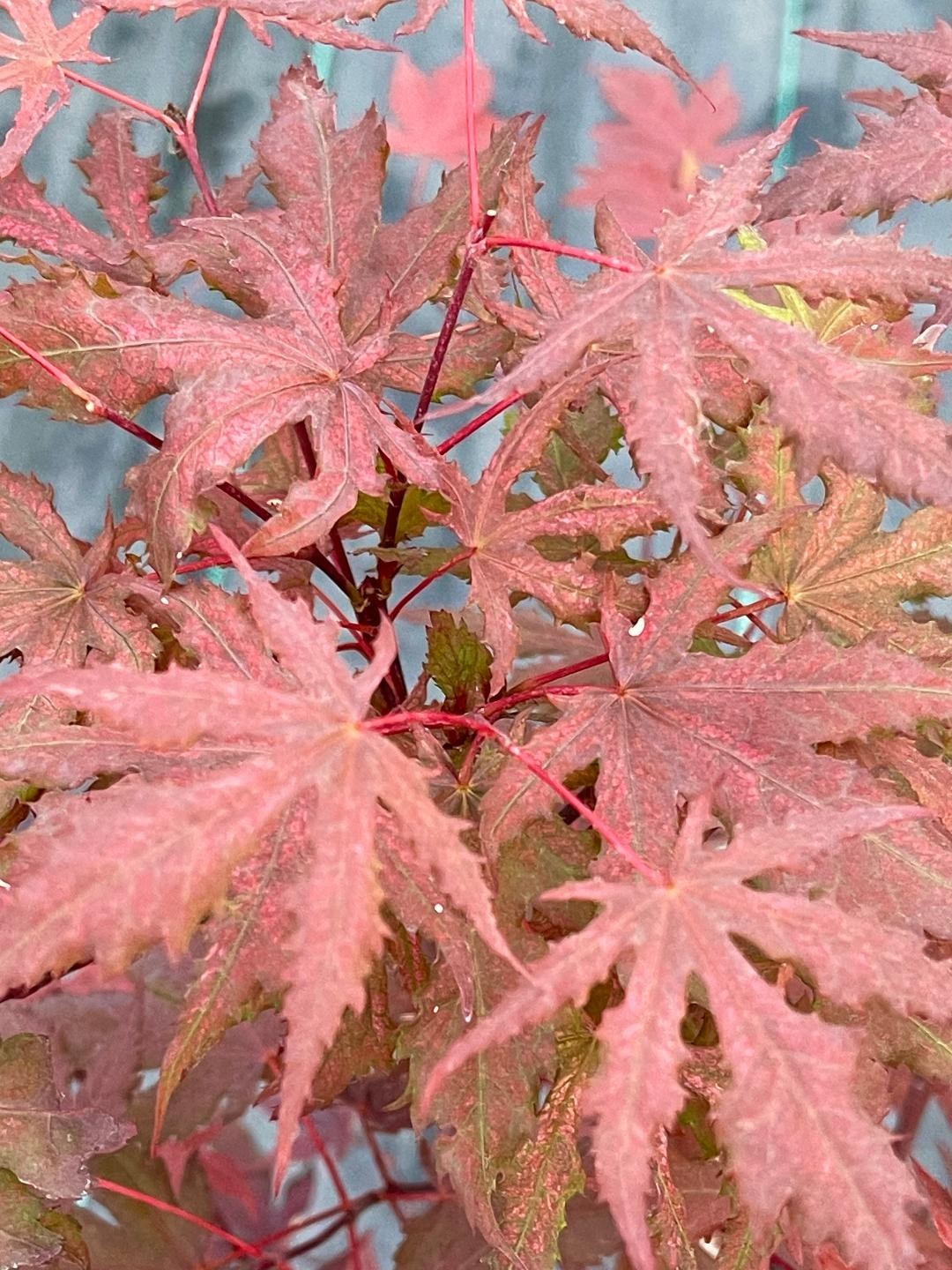 Acer palmatum ‘Purple Ghost’ (Purple Ghost Japanese Maple)