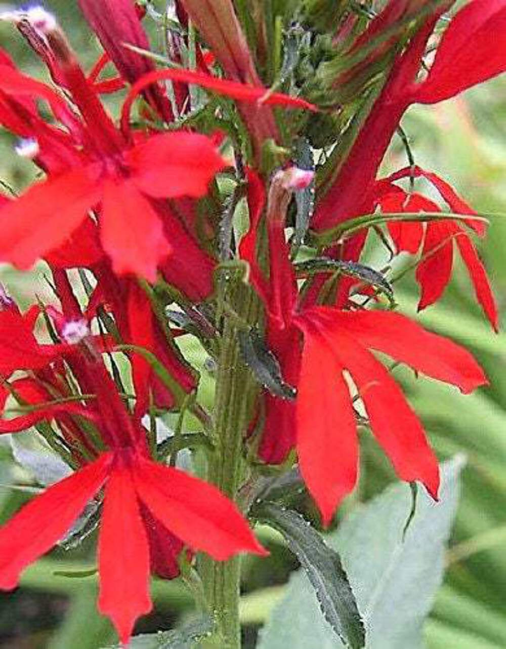 300 CARDINAL FLOWER LOBELIA Cardinalis Flower Seeds