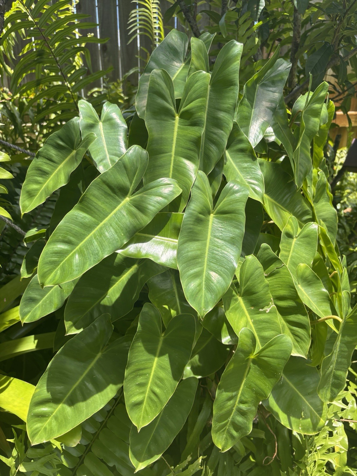 Burle Marx PHILODENDRON one tropical plant clipping GROWS FAST