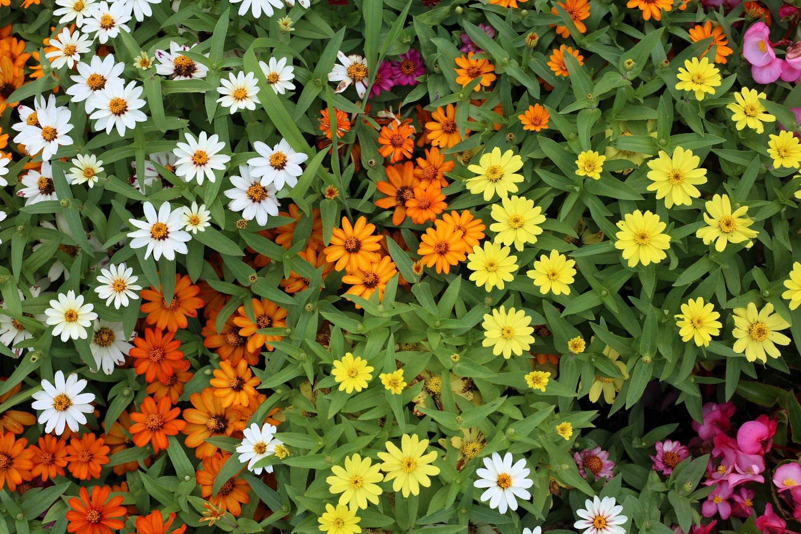 250 ORANGE CLASSIC ZINNIA Elegans (Narrow Leaf / Creeping Zinnia) Flower Seeds